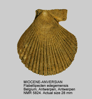 MIOCENE-ANVERSIAN Flabellipecten edegemensis.jpg - MIOCENE-ANVERSIAN Flabellipecten edegemensis (Glibert,1945)